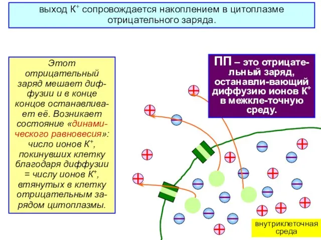 выход К+ сопровождается накоплением в цитоплазме отрицательного заряда. Этот отрицательный заряд