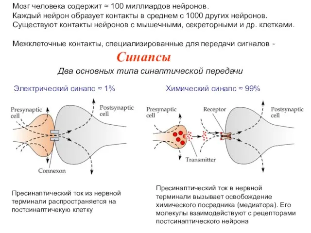 Мозг человека содержит ≈ 100 миллиардов нейронов. Каждый нейрон образует контакты