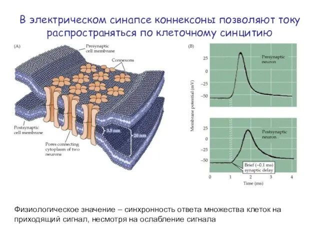 Физиологическое значение – синхронность ответа множества клеток на приходящий сигнал, несмотря