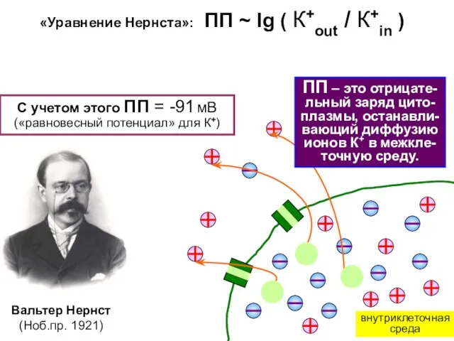 ПП – это отрицате-льный заряд цито-плазмы, останавли-вающий диффузию ионов К+ в