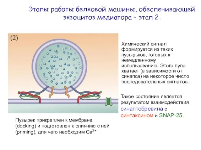 Этапы работы белковой машины, обеспечивающей экзоцитоз медиатора – этап 2. Пузырек