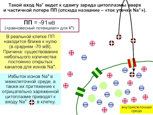 ПП = -91 мВ («равновесный потенциал» для К+) В реальной клетке