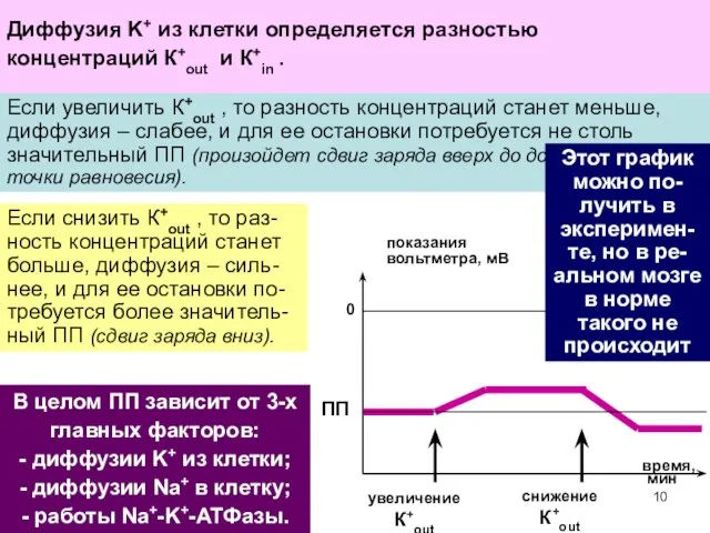 Такой вход Na+ ведет к сдвигу заряда цитоплазмы вверх и частичной