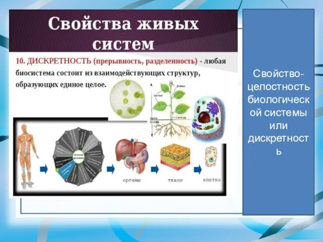 Свойство-целостность биологической системы или дискретность