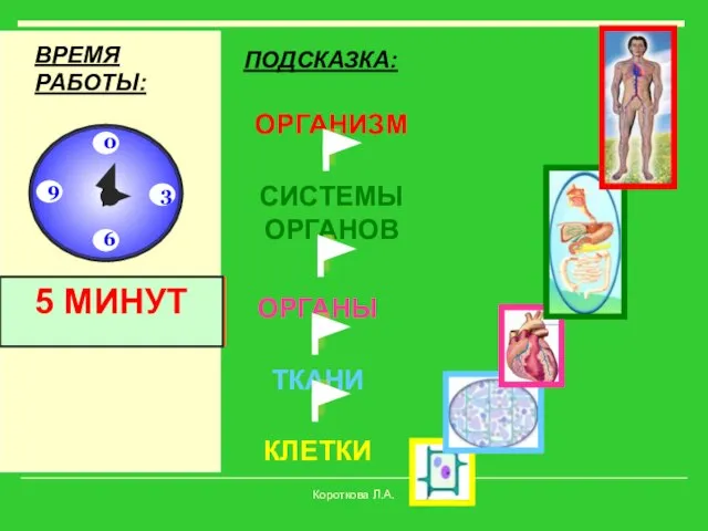 КЛЕТКИ ТКАНИ ОРГАНЫ СИСТЕМЫ ОРГАНОВ ОРГАНИЗМ ПОДСКАЗКА: ВРЕМЯ РАБОТЫ: Время!!! 10