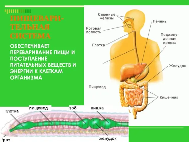 глотка пищевод зоб рот желудок кишка ПИЩЕВАРИ-ТЕЛЬНАЯ СИСТЕМА ОБЕСПЕЧИВАЕТ ПЕРЕВАРИВАНИЕ ПИЩИ