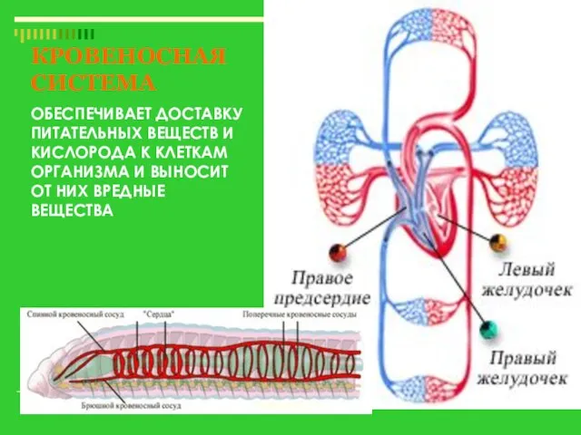 КРОВЕНОСНАЯ СИСТЕМА ОБЕСПЕЧИВАЕТ ДОСТАВКУ ПИТАТЕЛЬНЫХ ВЕЩЕСТВ И КИСЛОРОДА К КЛЕТКАМ ОРГАНИЗМА