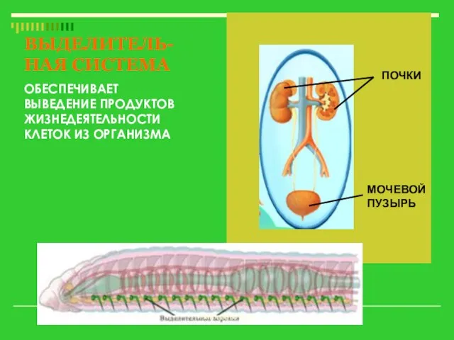 ВЫДЕЛИТЕЛЬ-НАЯ СИСТЕМА ОБЕСПЕЧИВАЕТ ВЫВЕДЕНИЕ ПРОДУКТОВ ЖИЗНЕДЕЯТЕЛЬНОСТИ КЛЕТОК ИЗ ОРГАНИЗМА ПОЧКИ МОЧЕВОЙ ПУЗЫРЬ Николаева С.Б.