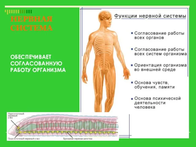 НЕРВНАЯ СИСТЕМА ОБЕСПЕЧИВАЕТ СОГЛАСОВАННУЮ РАБОТУ ОРГАНИЗМА Николаева С.Б.
