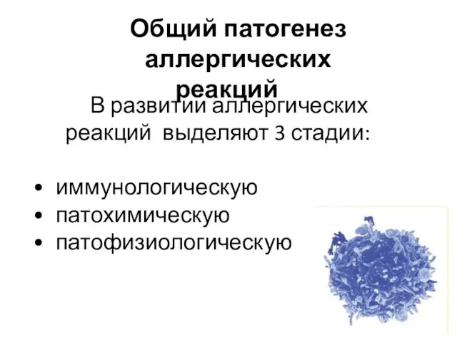 В развитии аллергических реакций выделяют 3 стадии: иммунологическую патохимическую патофизиологическую Общий патогенез аллергических реакций