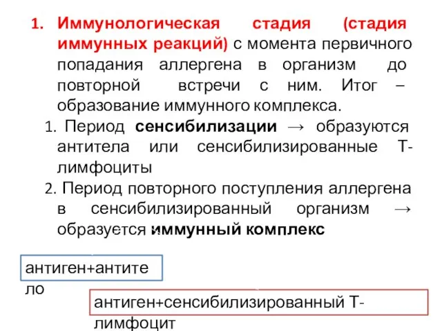 Иммунологическая стадия (стадия иммунных реакций) с момента первичного попадания аллергена в