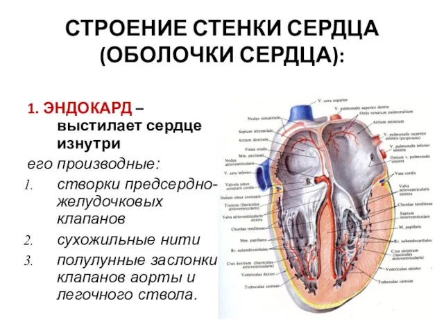 СТРОЕНИЕ СТЕНКИ СЕРДЦА (ОБОЛОЧКИ СЕРДЦА): 1. ЭНДОКАРД – выстилает сердце изнутри