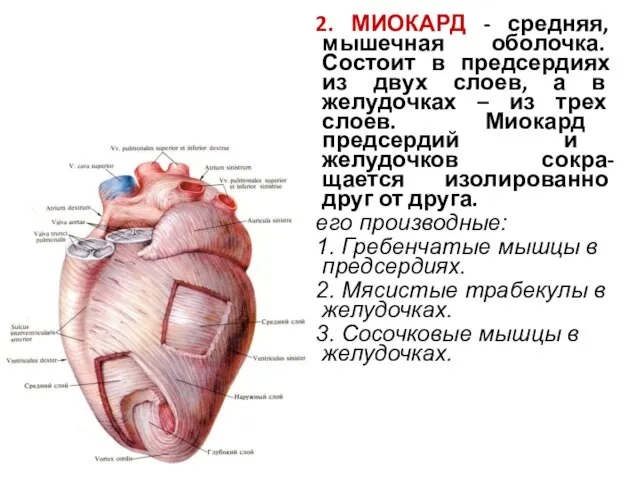 2. МИОКАРД - средняя, мышечная оболочка. Состоит в предсердиях из двух