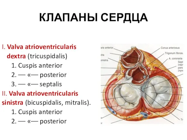 КЛАПАНЫ СЕРДЦА I. Valva atrioventricularis dextra (tricuspidalis) 1. Cuspis anterior 2.