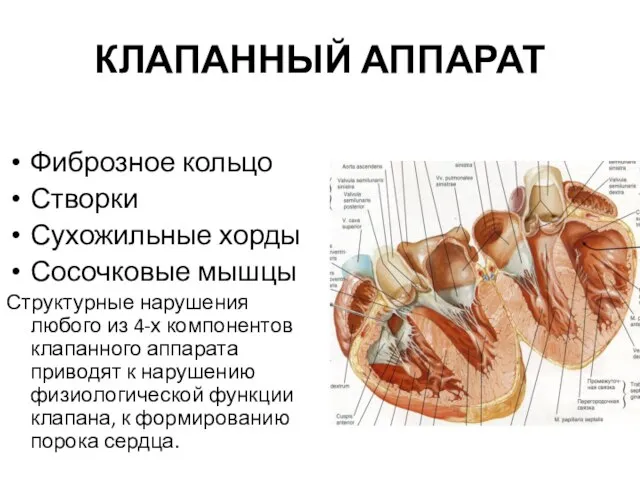 КЛАПАННЫЙ АППАРАТ Фиброзное кольцо Створки Сухожильные хорды Сосочковые мышцы Структурные нарушения