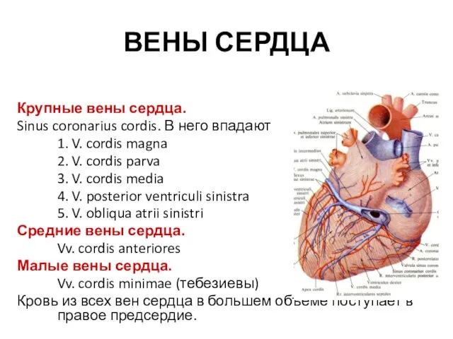 ВЕНЫ СЕРДЦА Крупные вены сердца. Sinus coronarius cordis. В него впадают