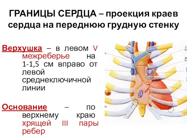 ГРАНИЦЫ СЕРДЦА – проекция краев сердца на переднюю грудную стенку Верхушка