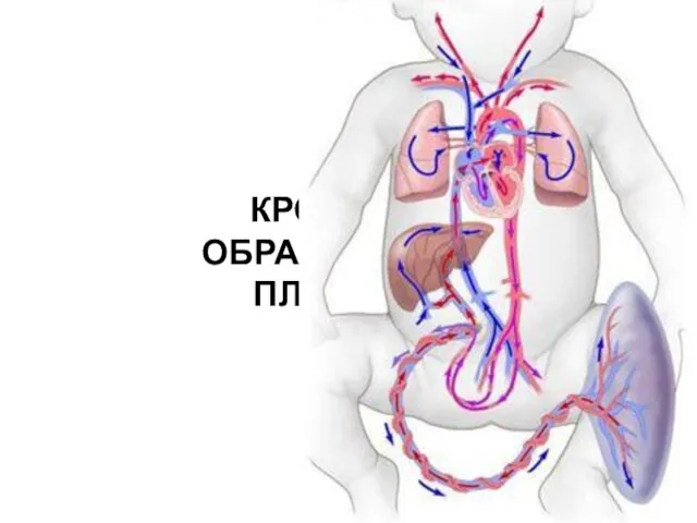 КРОВО- ОБРАЩЕНИЕ ПЛОДА