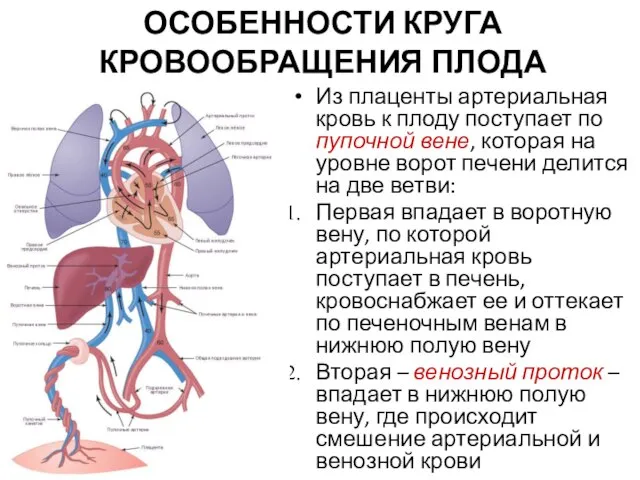 ОСОБЕННОСТИ КРУГА КРОВООБРАЩЕНИЯ ПЛОДА Из плаценты артериальная кровь к плоду поступает