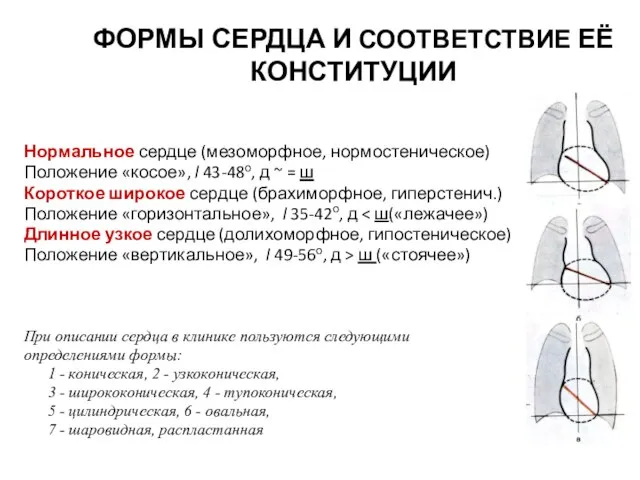 ФОРМЫ СЕРДЦА И СООТВЕТСТВИЕ ЕЁ КОНСТИТУЦИИ Нормальное сердце (мезоморфное, нормостеническое) Положение