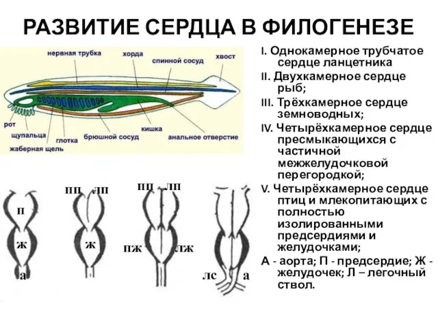 РАЗВИТИЕ СЕРДЦА В ФИЛОГЕНЕЗЕ I. Однокамерное трубчатое сердце ланцетника II. Двухкамерное