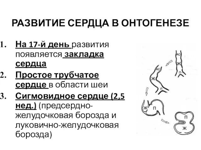 РАЗВИТИЕ СЕРДЦА В ОНТОГЕНЕЗЕ На 17-й день развития появляется закладка сердца