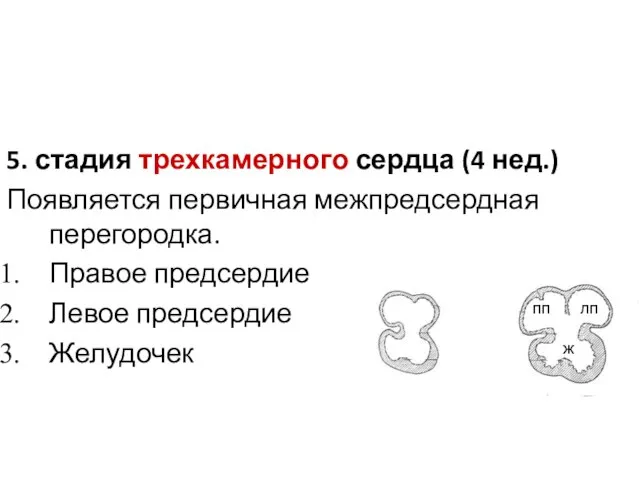 5. стадия трехкамерного сердца (4 нед.) Появляется первичная межпредсердная перегородка. Правое