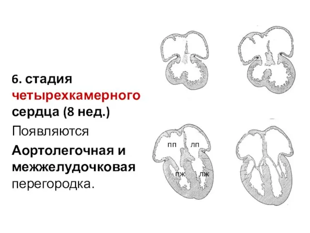 6. стадия четырехкамерного сердца (8 нед.) Появляются Аортолегочная и межжелудочковая перегородка. пп лп пж лж