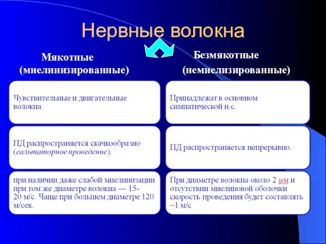 Нервные волокна Мякотные (миелинизированные) Безмякотные (немиелизированные)