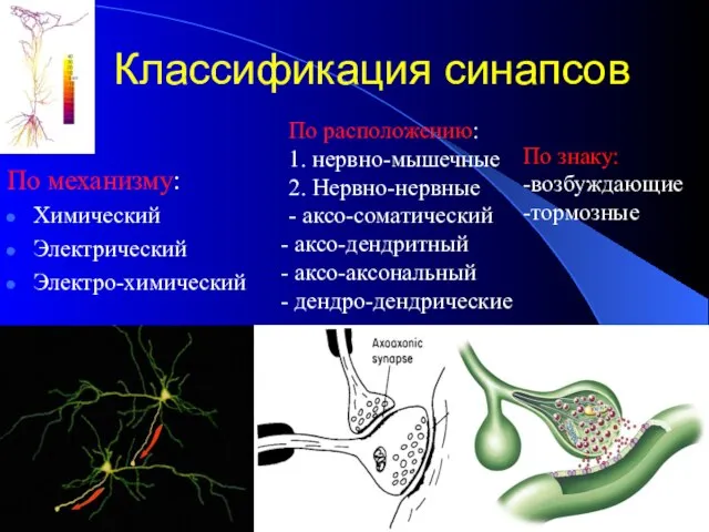 Классификация синапсов По механизму: Химический Электрический Электро-химический По расположению: 1. нервно-мышечные