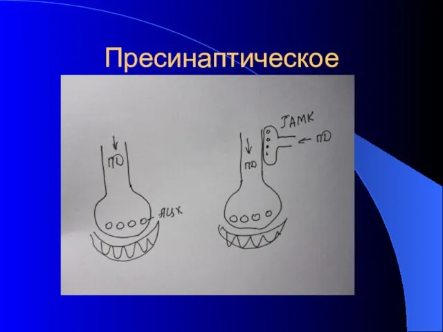 Пресинаптическое