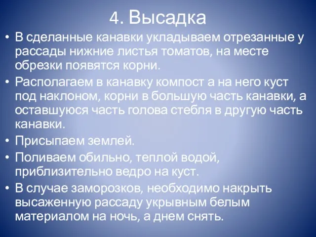 4. Высадка В сделанные канавки укладываем отрезанные у рассады нижние листья