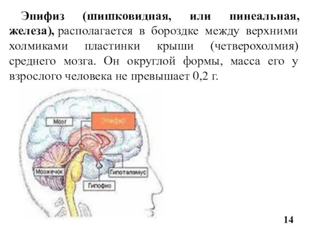 Эпифиз (шишковидная, или пинеальная, железа), располагается в бороздке между верхними холмиками