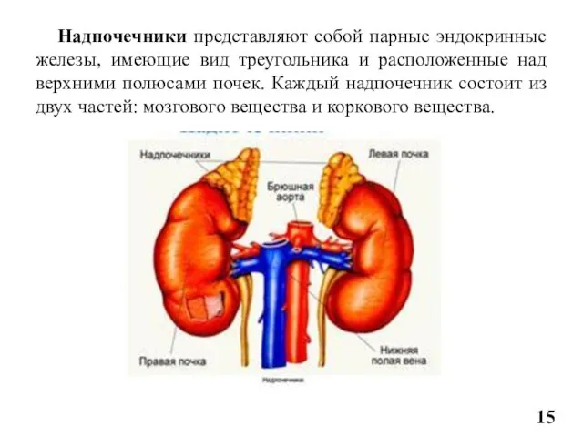 Надпочечники представляют собой парные эндокринные железы, имеющие вид треугольника и расположенные