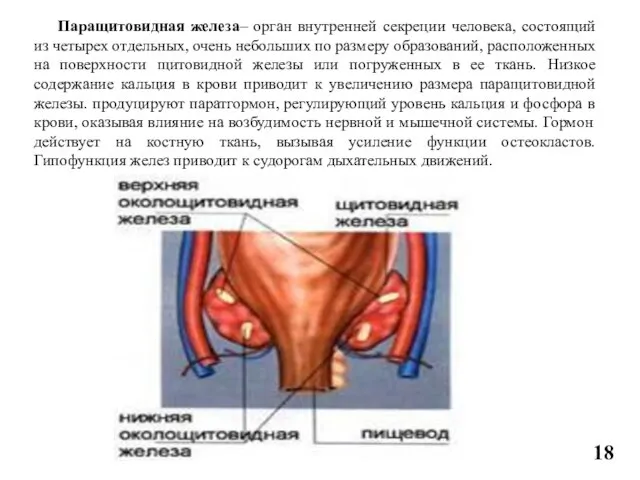 Паращитовидная железа– орган внутренней секреции человека, состоящий из четырех отдельных, очень