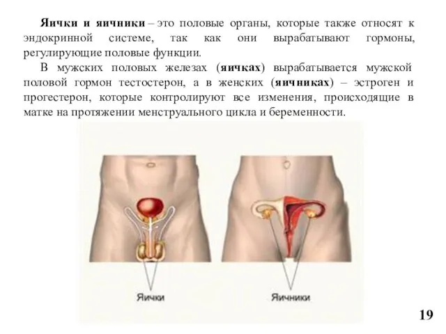 Яички и яичники – это половые органы, которые также относят к