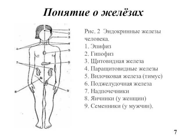 Понятие о желёзах Рис. 2 Эндокринные железы человека. 1. Эпифиз 2.