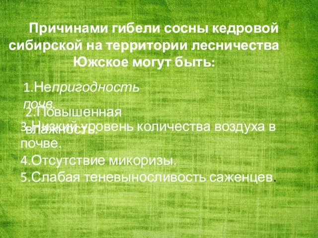 Причинами гибели сосны кедровой сибирской на территории лесничества Южское могут быть: