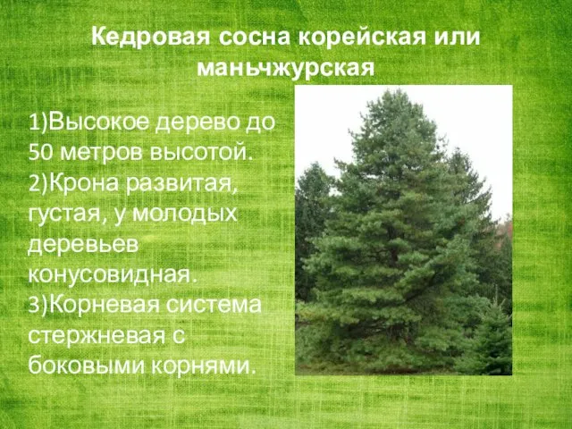 1)Высокое дерево до 50 метров высотой. 2)Крона развитая, густая, у молодых