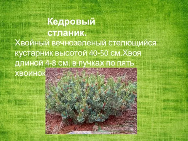 Кедровый стланик. Хвойный вечнозеленый стелющийся кустарник высотой 40-50 см.Хвоя длиной 4-8
