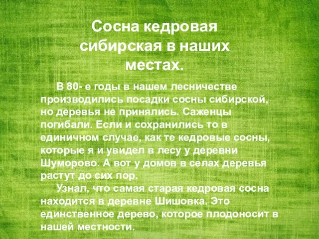 Сосна кедровая сибирская в наших местах. В 80- е годы в