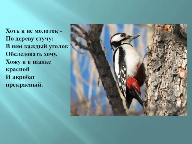 Хоть я не молоток - По дереву стучу: В нем каждый