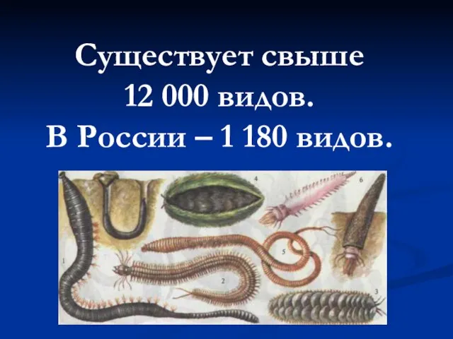 Существует свыше 12 000 видов. В России – 1 180 видов.