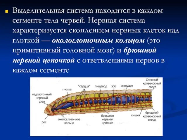 Выделительная система находится в каждом сегменте тела червей. Нервная система характеризуется