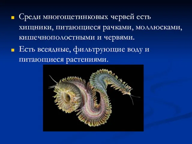 Среди многощетинковых червей есть хищники, питающиеся рачками, моллюсками, кишечнополостными и червями.