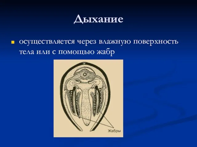 Дыхание осуществляется через влажную поверхность тела или с помощью жабр