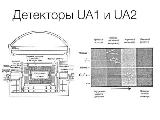 Детекторы UA1 и UA2