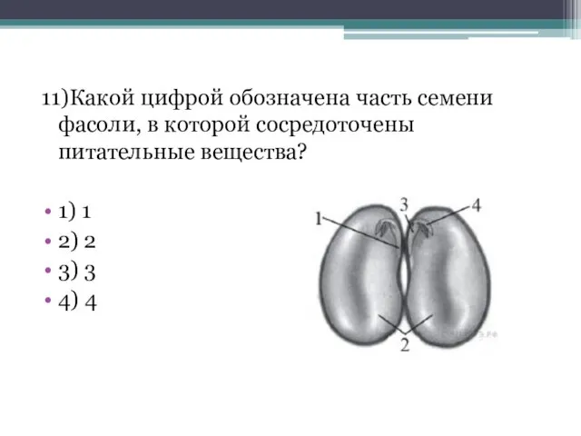 11)Какой цифрой обозначена часть семени фасоли, в которой сосредоточены питательные вещества?