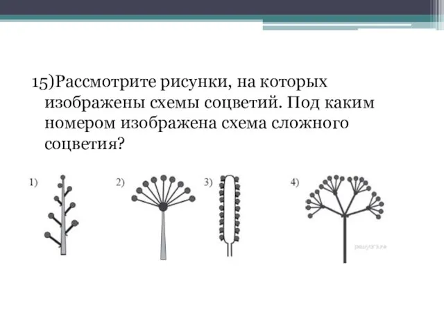 15)Рассмотрите рисунки, на которых изображены схемы соцветий. Под каким номером изображена схема сложного соцветия?