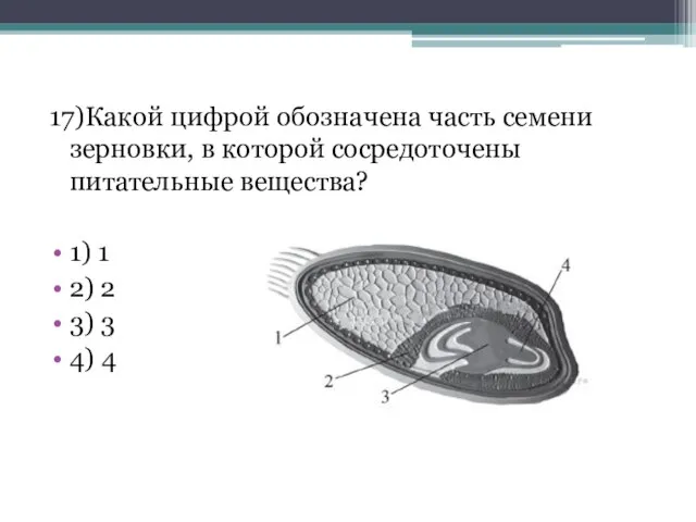 17)Какой цифрой обозначена часть семени зерновки, в которой сосредоточены питательные вещества?